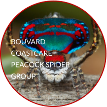 BOUVARD COASTCARE PEACOCK SPIDER GROUP