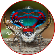 BOUVARD COASTCARE PEACOCK SPIDER GROUP